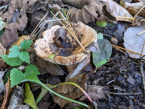 Lactarius deliciosus