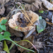 Lactarius deliciosus