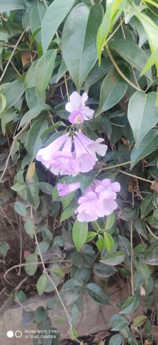 Mansoa alliacea