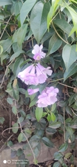 Mansoa alliacea