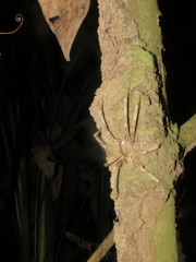 Phoneutria boliviensis