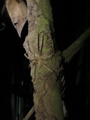 Phoneutria boliviensis