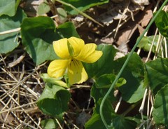 Viola rotundifolia
