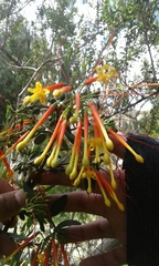 Tristerix penduliflorus