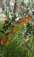 Tristerix penduliflorus