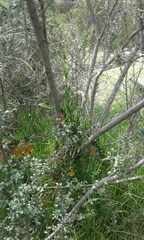 Tristerix penduliflorus