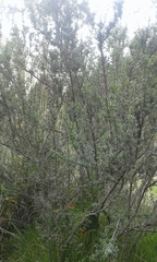 Tristerix penduliflorus