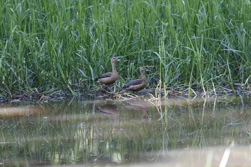 Lesser Whistling-Duck