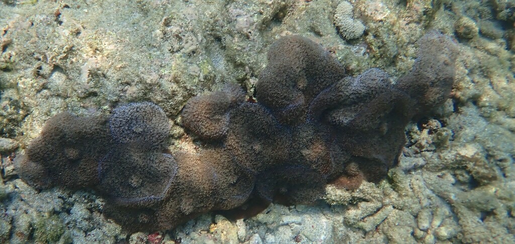 red-mouth mushroom anemone