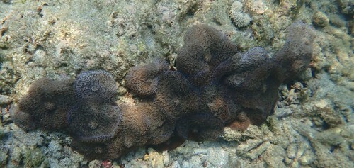 red-mouth mushroom anemone