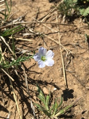 Linum pratense