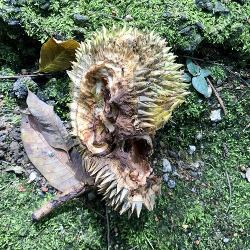Durio zibethinus