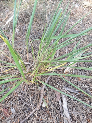 Image of Dianella brevicaulis by (c) Rosalie Lawrence, some rights reserved (CC BY)
