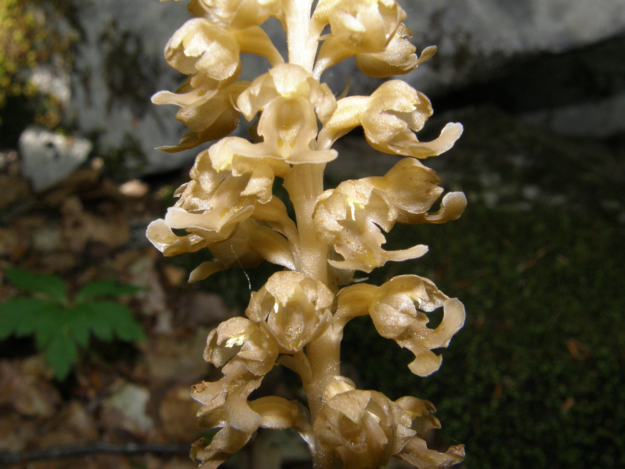 Neottia