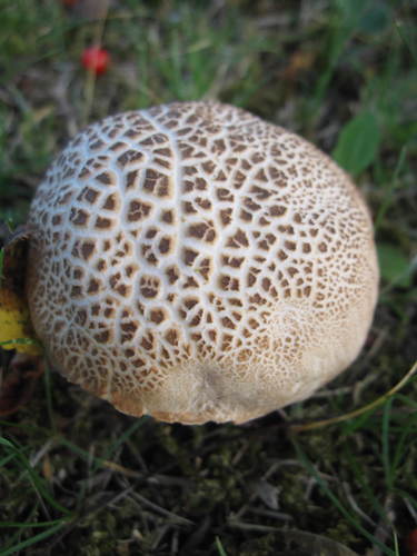 Chrome-footed Bolete