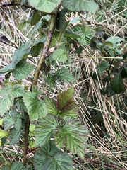 Rubus × loganobaccus