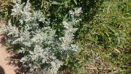 Artemisia stelleriana iNat (2)