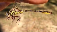 Phanogomphus minutus