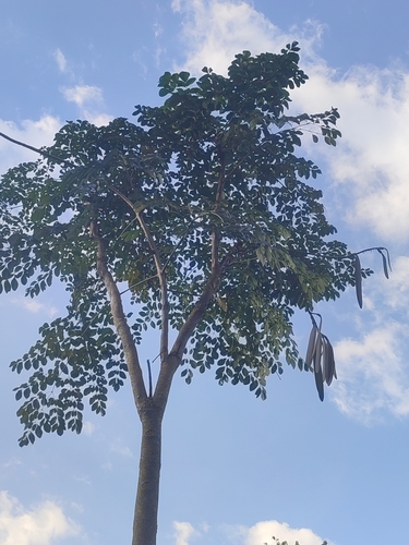 Image of Oroxylum indicum by no rights reserved