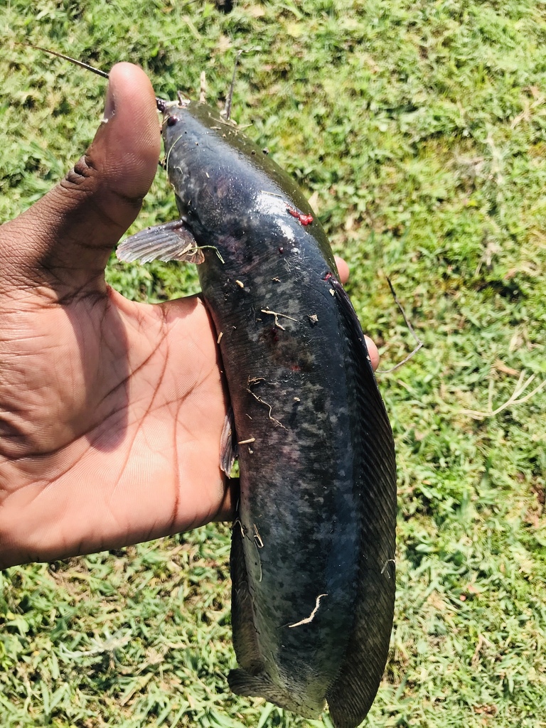 Blunttooth catfish (Clarias ngamensis) — Clariidae