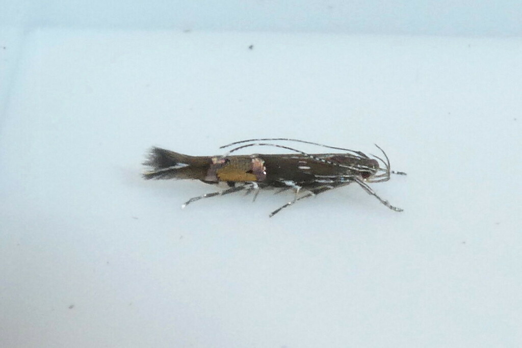 Cosmopterix turbidella