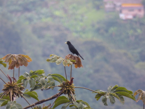 Cacicus uropygialis