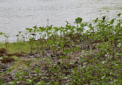 Petasites radiatus
