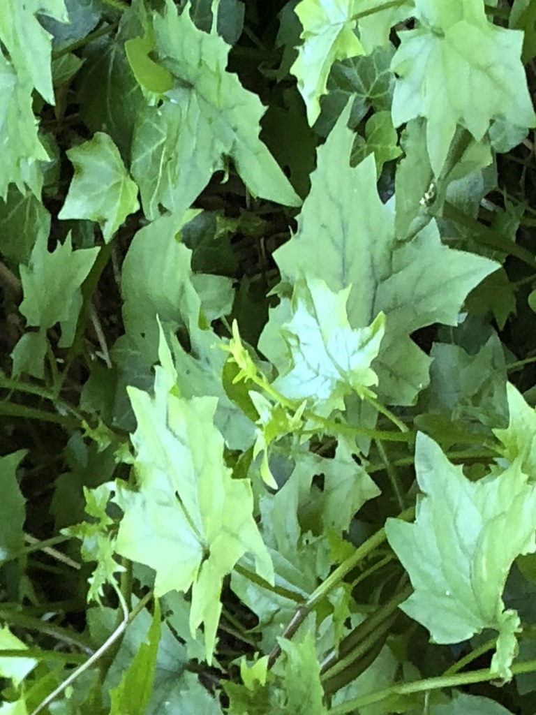 Senecio tamoides, Constantia, Cape Town, South Africa