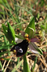 Ophrys bertolonii