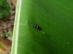 Callitettix versicolor