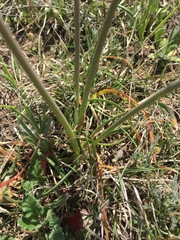 Allium perdulce sperryi