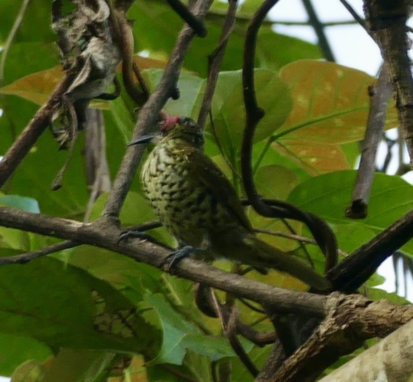 Spotted Honeyeater (Xanthotis polygrammus), photo 2