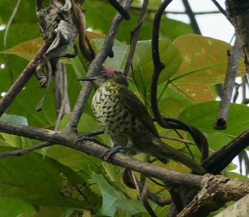 Spotted Honeyeater (Xanthotis polygrammus)