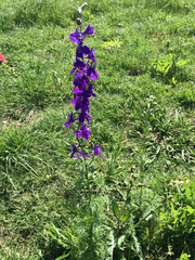 Delphinium ajacis