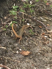 Leiocephalus carinatus