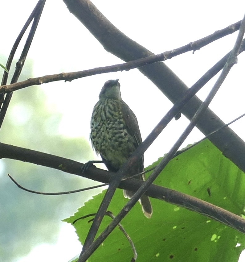 Spotted Honeyeater (Xanthotis polygrammus), photo 3