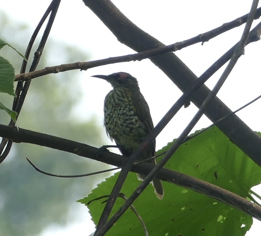 Spotted Honeyeater (Xanthotis polygrammus), photo 4