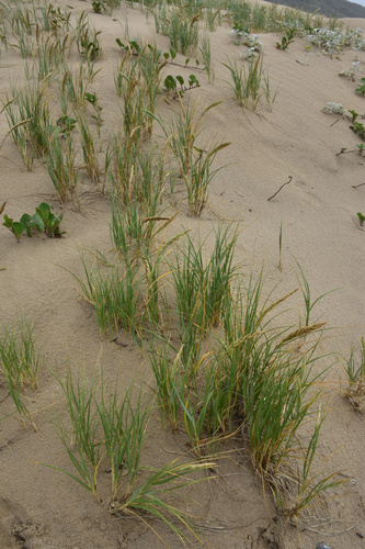 Image of Thinopyrum distichum by (c) Andrew Gillespie, some rights reserved (CC BY-SA)