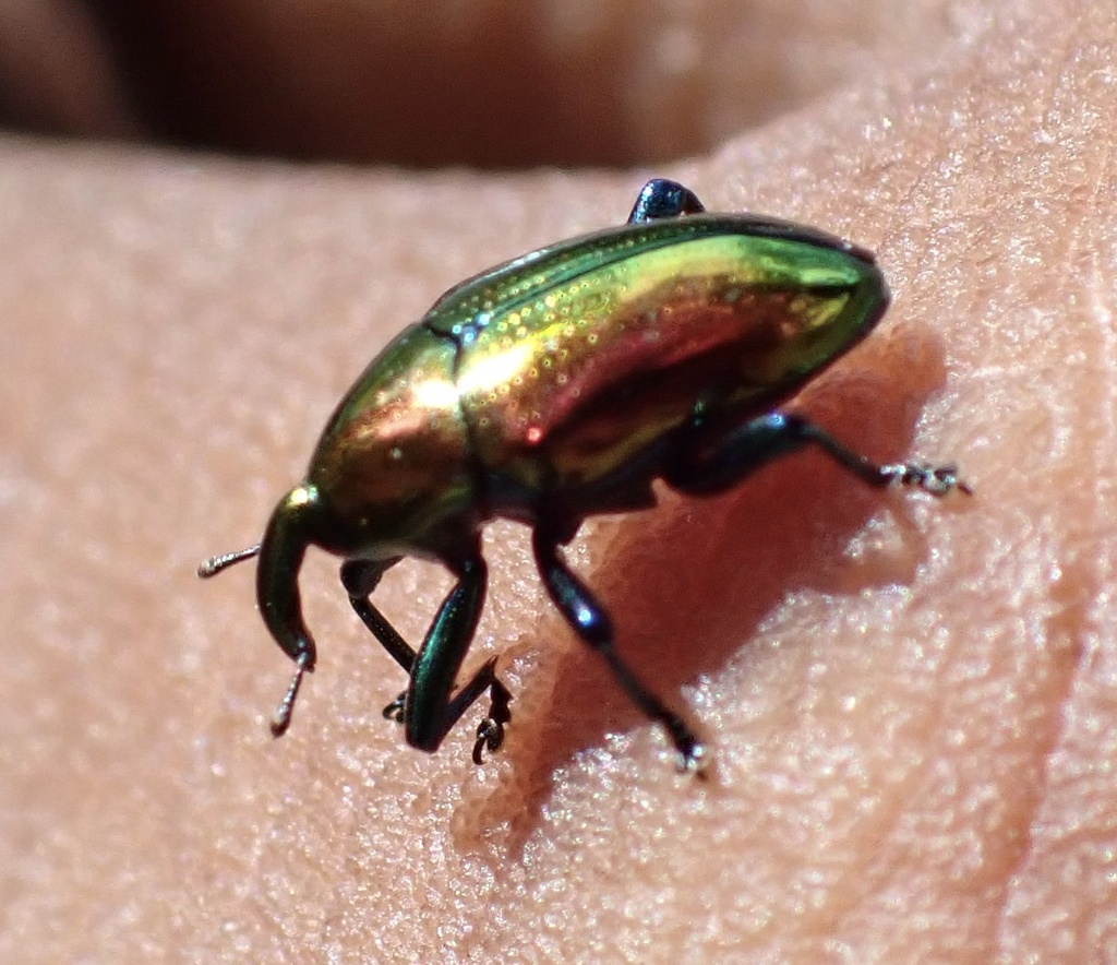 Metanthia