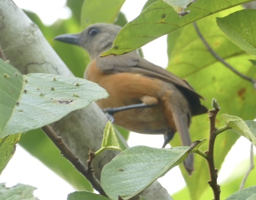Raja Ampat Pitohui (Pitohui cerviniventris), photo 3