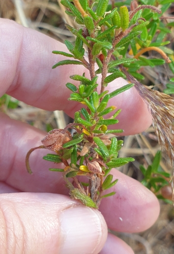 Image of Hibbertia glebosa by (c) Rosalie Lawrence, some rights reserved (CC BY)