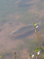 Micropterus salmoides