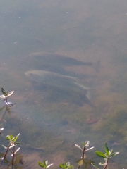 Micropterus salmoides