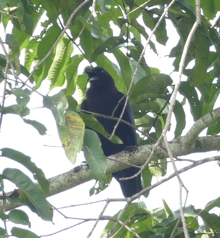 Brown-headed Crow (Corvus fuscicapillus), photo 6