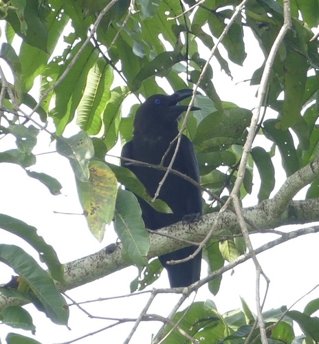 Brown-headed Crow (Corvus fuscicapillus), photo 9