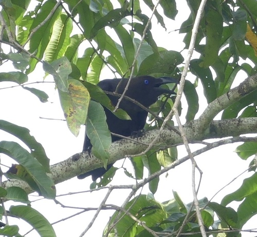 Brown-headed Crow (Corvus fuscicapillus), photo 8