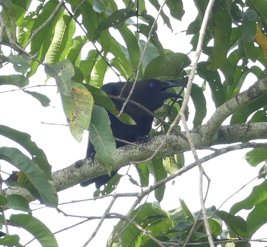 Brown-headed Crow (Corvus fuscicapillus), photo 5