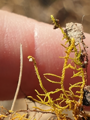 Image of Thuidiopsis sparsa by (c) Rosalie Lawrence, some rights reserved (CC BY)