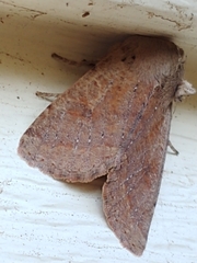 Orthosia pacifica