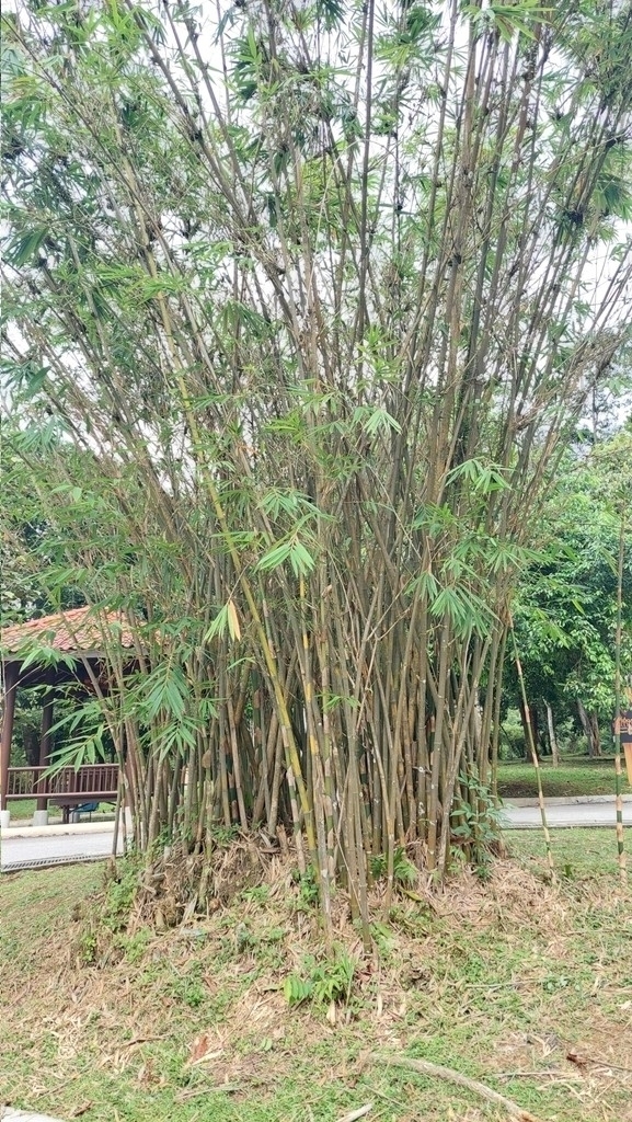 Foto de Bambu-barriga-de-buda